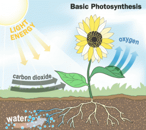 irrigation-photosynthesis irrigation photosynthesis 300x267 Hydrogen Produced by Mimicking Photosynthesis