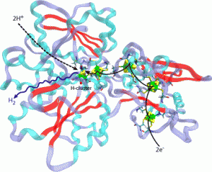 hyde reaction 300x243 Bacteria Produces Hydrogen In More "Harsh" Conditions