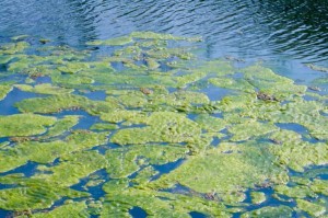 100824171624 large 300x199 Manipulated Light Particles Make Algae Grow Faster
