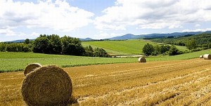 gevo converts plant scraps into biofuel cpelJ 69 300x151 Renewable Biomass Creates High Energy Fuels at Gasoline Prices