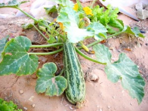 Food in the Desert 300x225 World Food Crisis Solved By Desert Farming?