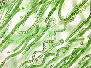 2401285296 57f4963b2d 300x225 Photosynthetic Cyanobacteria Produces Sugar for Biofuel