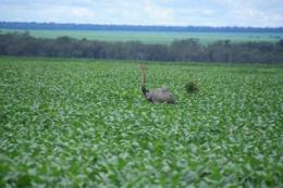 farmsoildete Agricultural Productivity Threatened by Over fertilization
