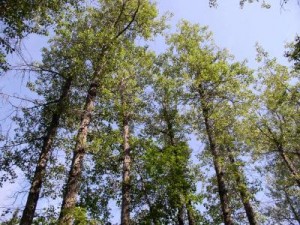52278 web 300x225 Study Finds How Trees Adapt to Climate Change
