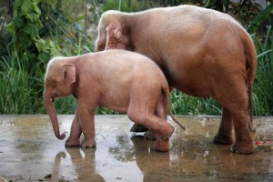 Myanmar Elephants 300x200 Myanmar Elephants Threatened by Global Warming