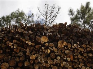 download 300x223 Biofuels Increase Air Pollution and Reduce Crop Yield, New Study Says