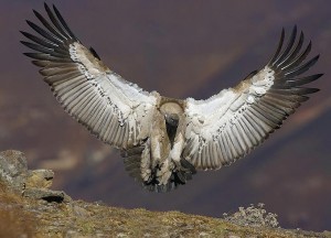 Bearded Vulture 300x216 Two Vulture Species in Africa at Risk of Extinction Due to Wind Power Project