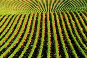 Biomass 300x200 Carbon Negative Strategy May Fight Climate Change