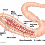 earthworm interior 150x150 Earthworms Found Guilty of Increased Greenhouse Gas Pollution