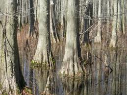 images3 Methane Released from Wetlands Trees Contribute to Climate Change