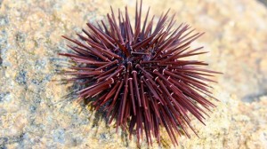 sea urchin 300x168 Sea Urchins Inspire New Carbon Capturing Technique