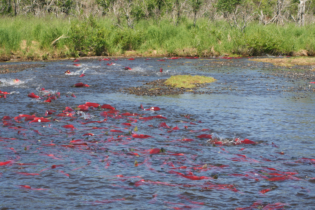 “Undo” Elwha River Dams Removed, Salmon Run Free The Green Optimistic