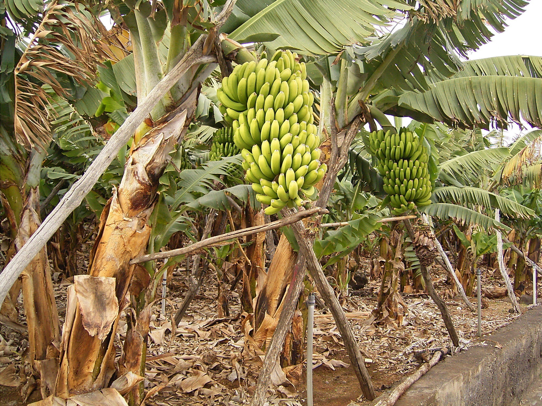 How To Save Bananas From Extinction The Green Optimistic
