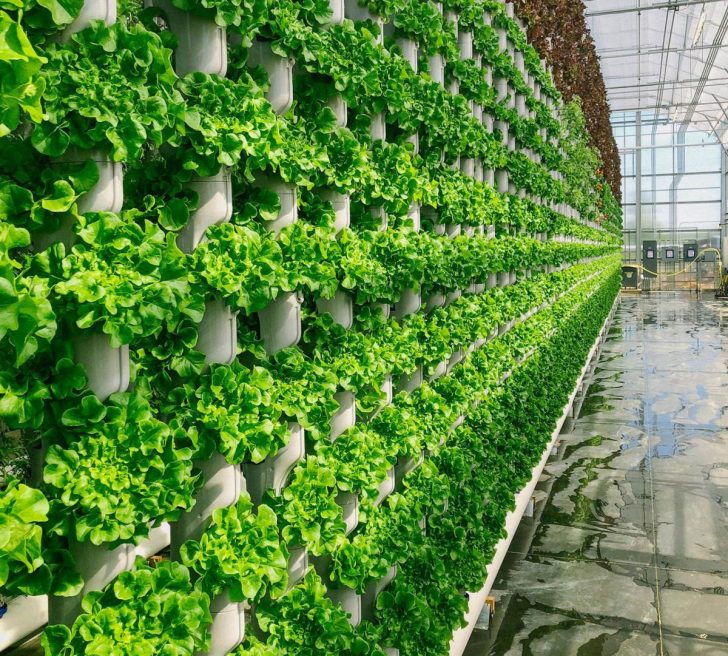 Vertical Indoor Farming